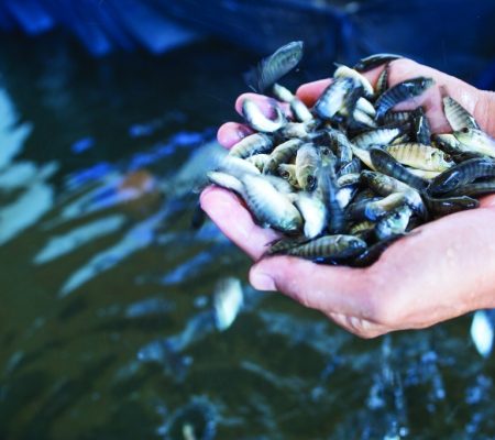 Universidade-de-Aveiro-cria-laboratorio-para-produtos-da-pesca-e-aquicultura