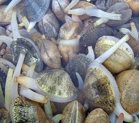 bivalves-na-gastronomia-portuguesa