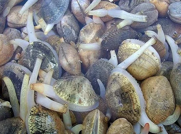 bivalves-na-gastronomia-portuguesa